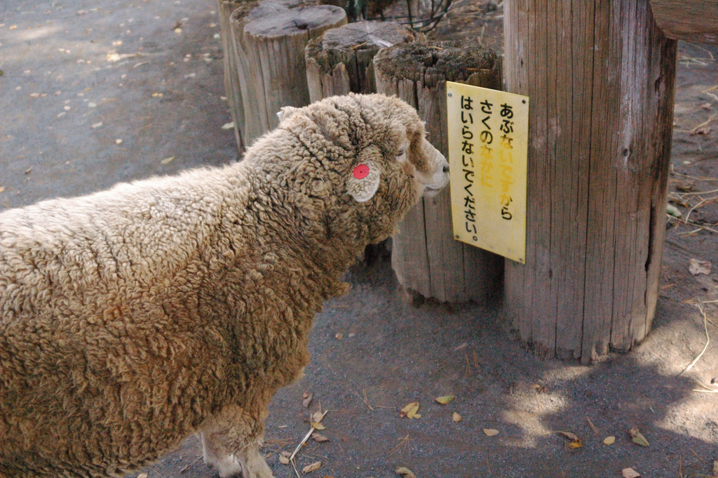 「えっ、入ったらあかんの？」