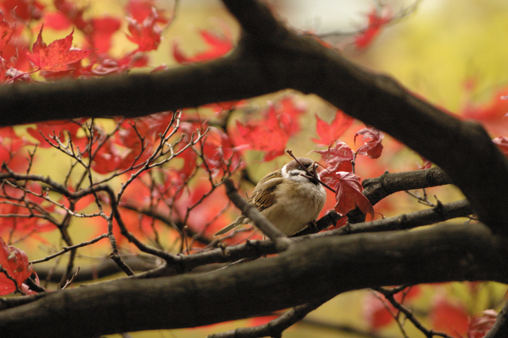 秋雀　食えぬ紅葉を　つつきけり