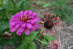 花は必ずいつか枯れる