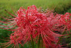 雨上がりの曼珠沙華