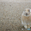 うさぎ