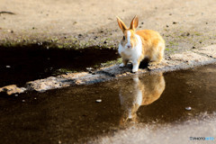 うさぎ