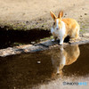 うさぎ