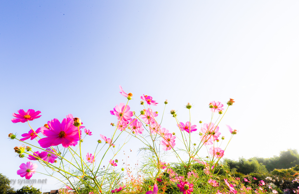 秋桜