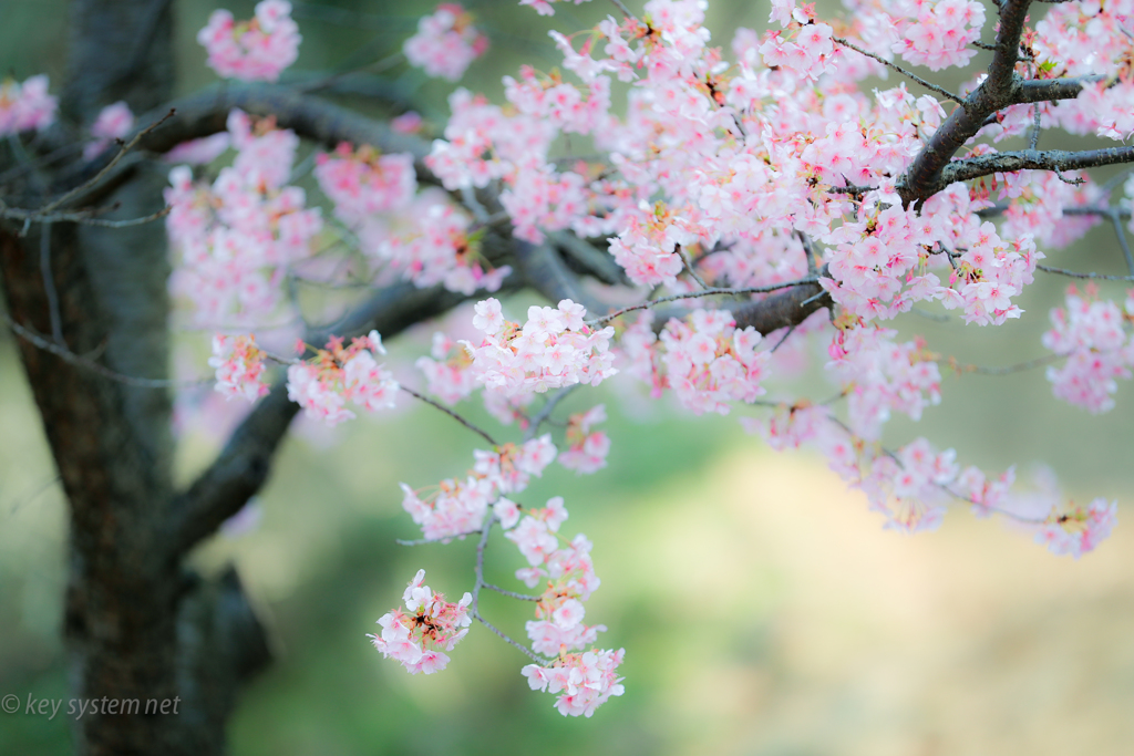 河津桜