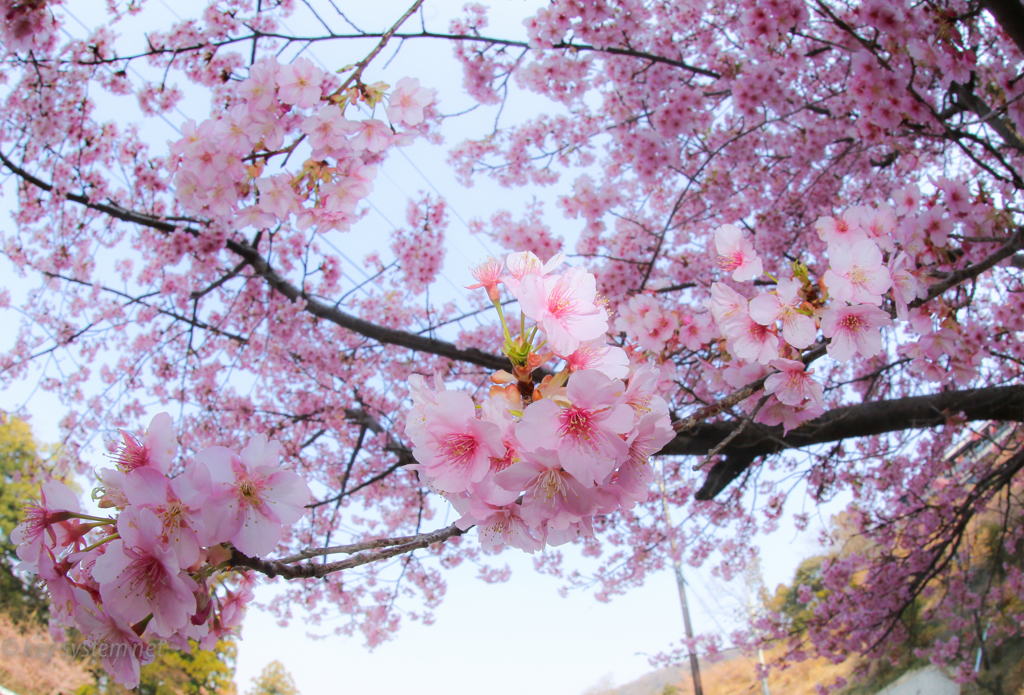 河津桜