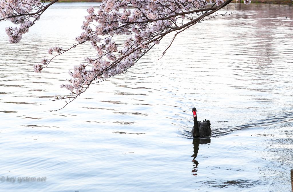 黒鳥＆桜