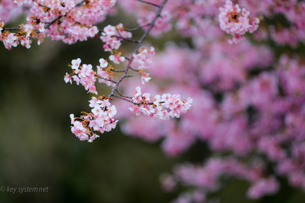 河津桜