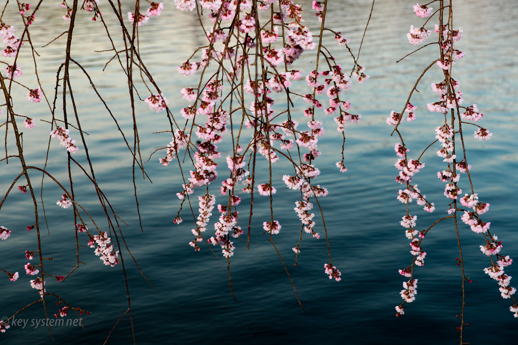垂れ桜
