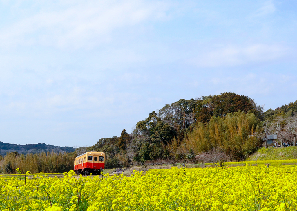 石神なの花畑