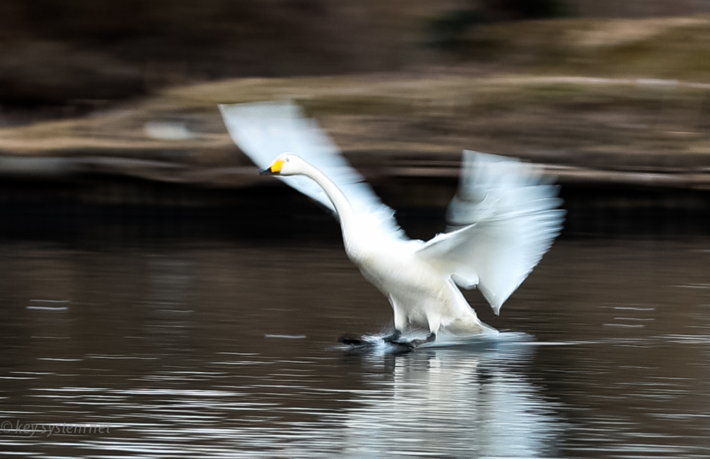 白鳥　着水