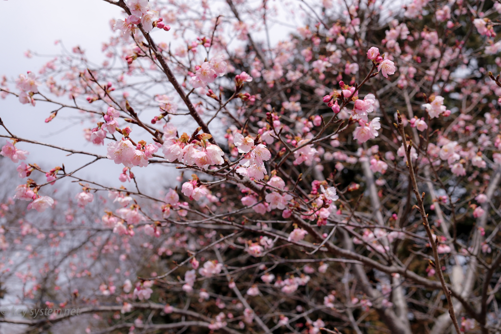 桜