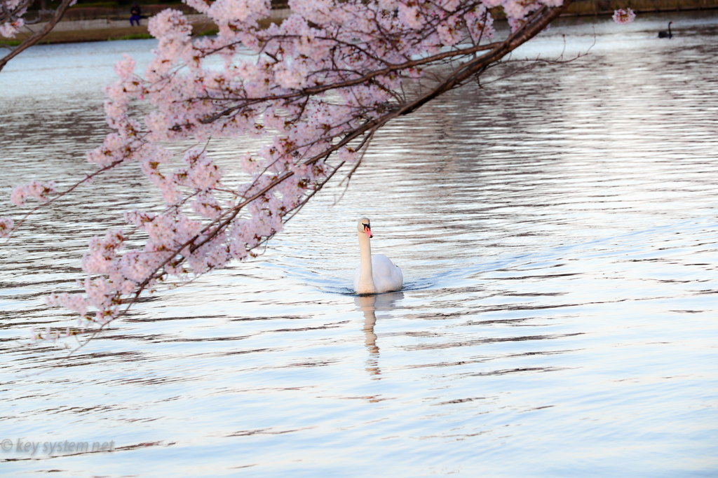 白鳥＆桜