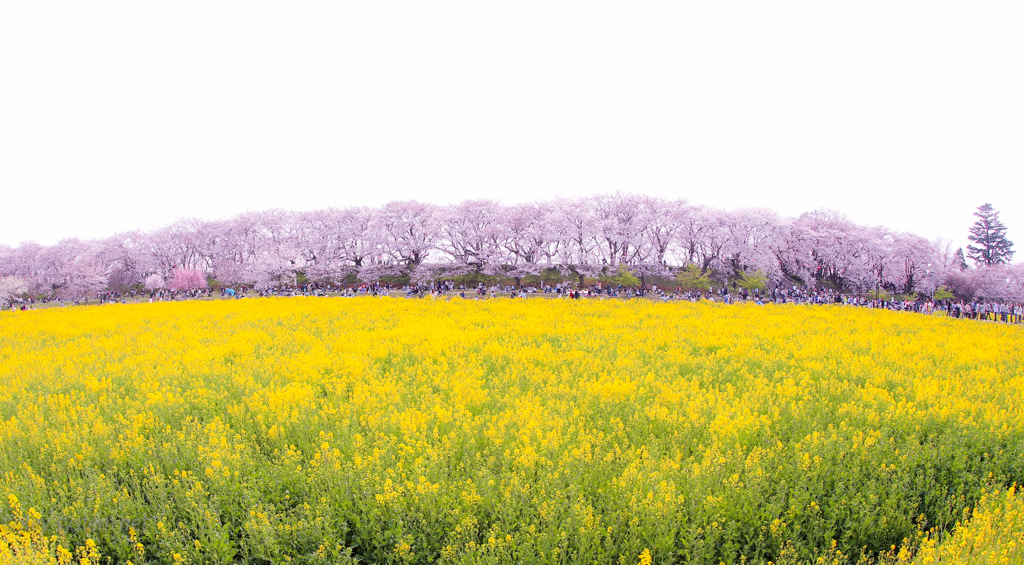 桜＆菜の花