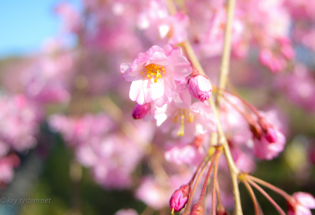 垂れ桜