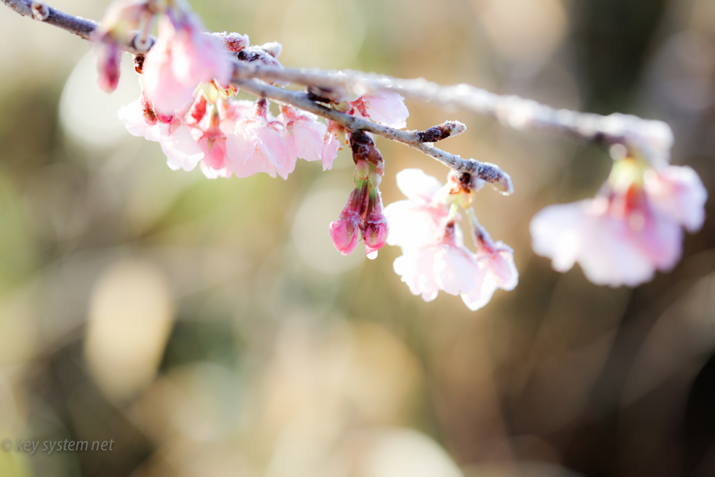 霜桜