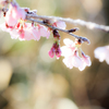 霜桜