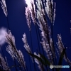 芒