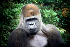 ゴリラ　上野動物公園にて