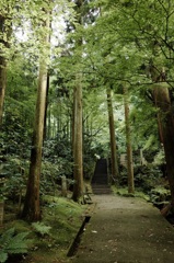 初夏の緑寺