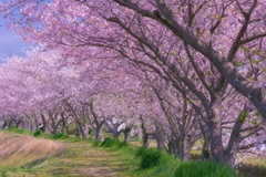 桜と散歩