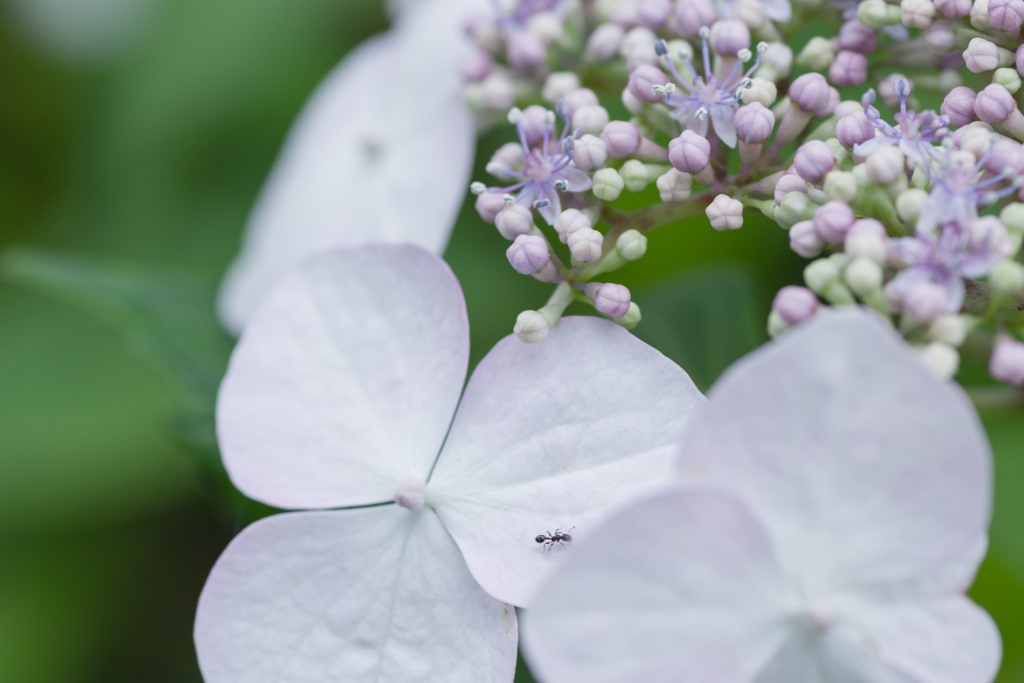 紫陽花へ