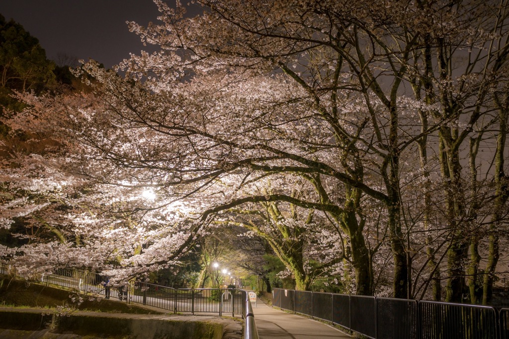 夜桜並木