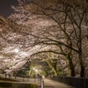夜桜並木