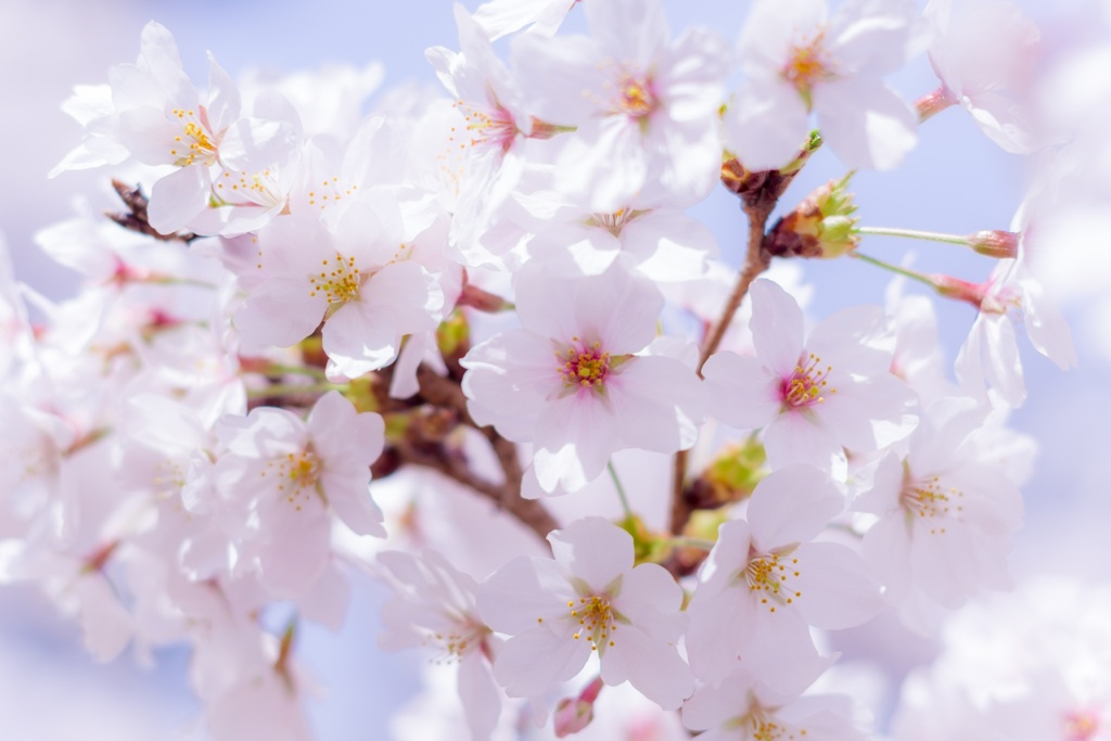 桜