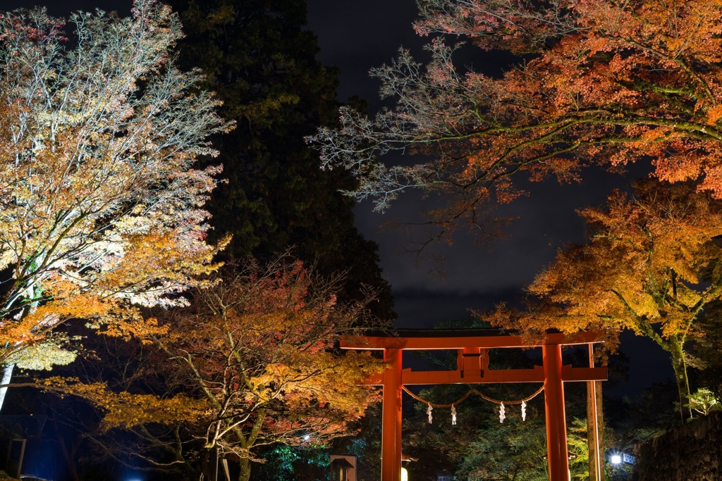 日吉大社で紅葉狩り