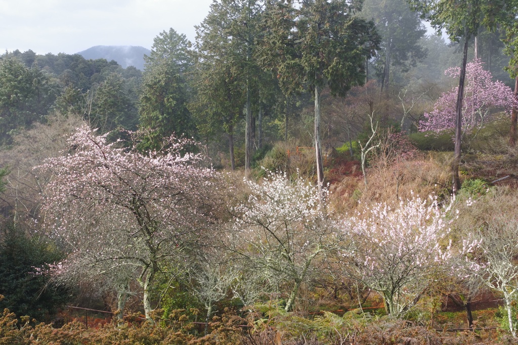 朝靄と桜