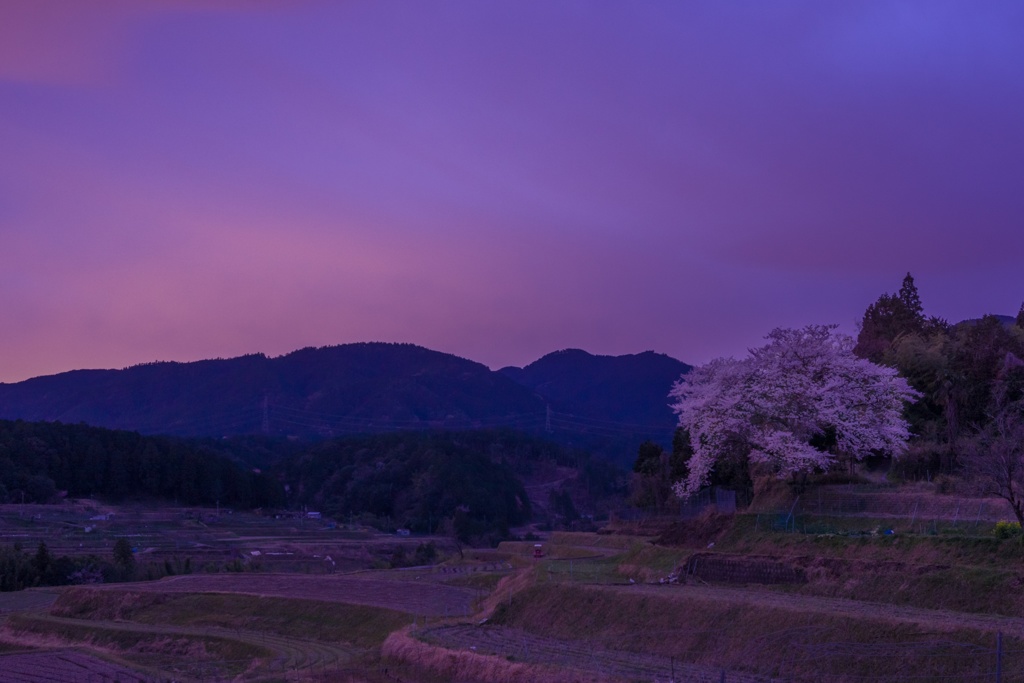 仰木の一本桜
