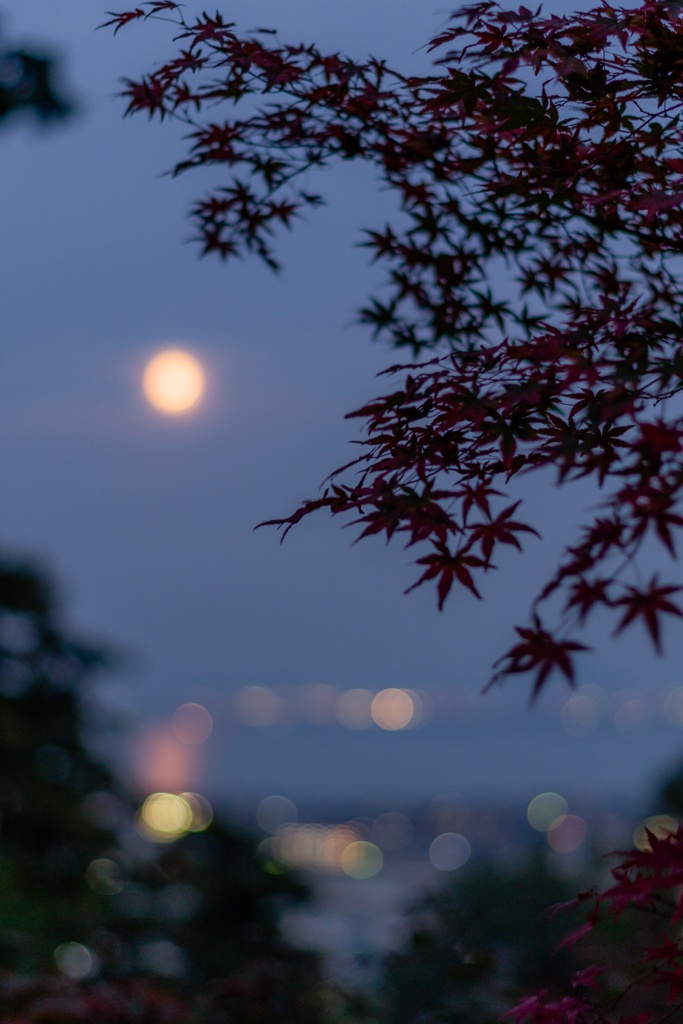 紅葉とお月様