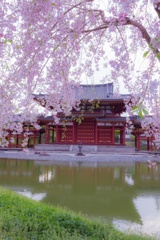 桜と鳳凰堂