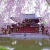 桜と鳳凰堂