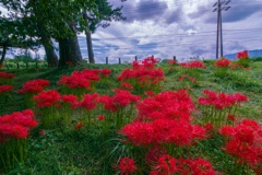 彼岸花