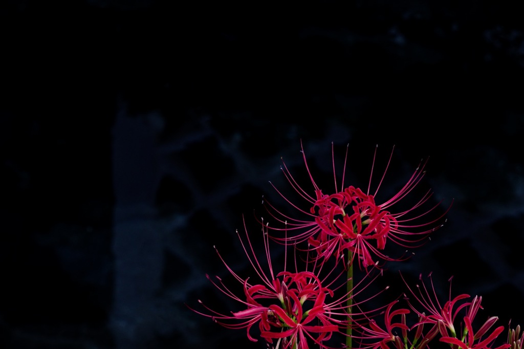 彼岸花