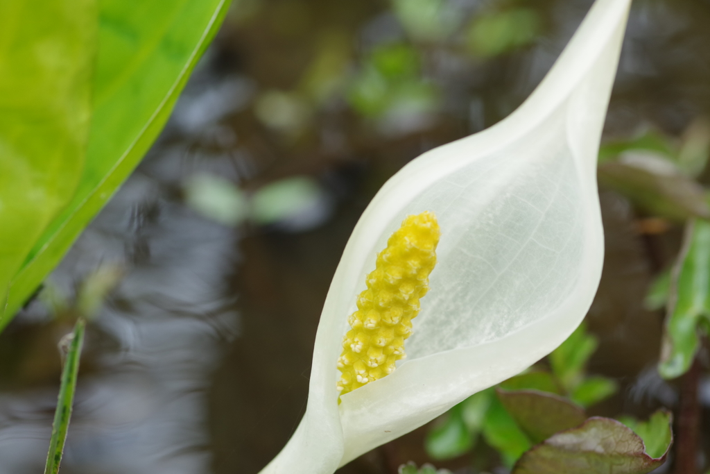 水芭蕉