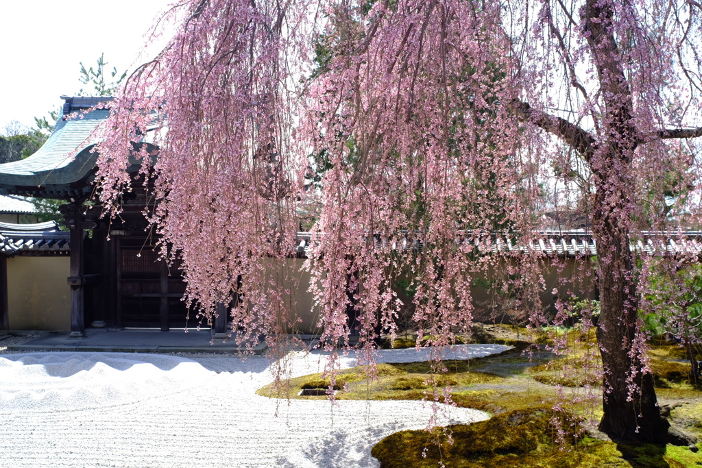 高台寺 垂れ桜