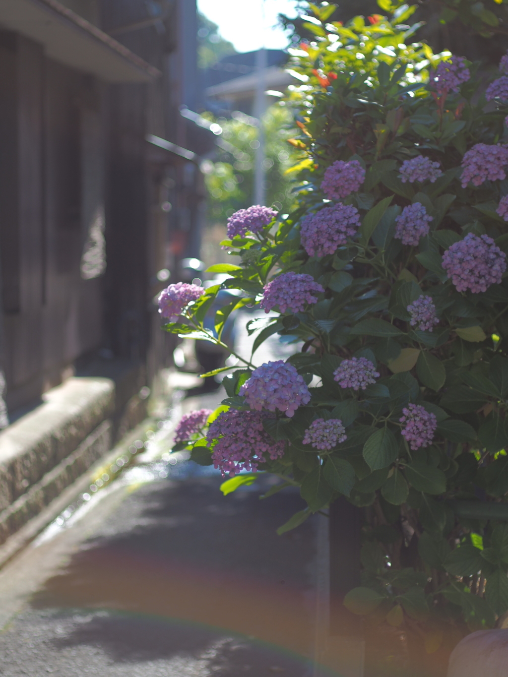 実家近くの路地