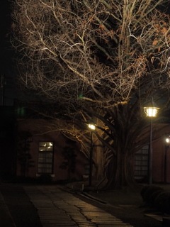 night　tree