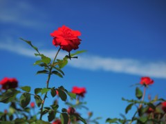 Rose in the Sky