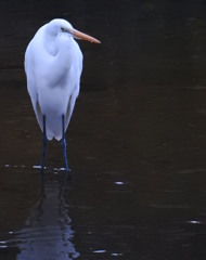 今朝のチュウサギ