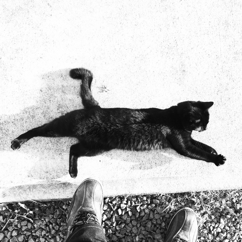 今朝の職場の猫