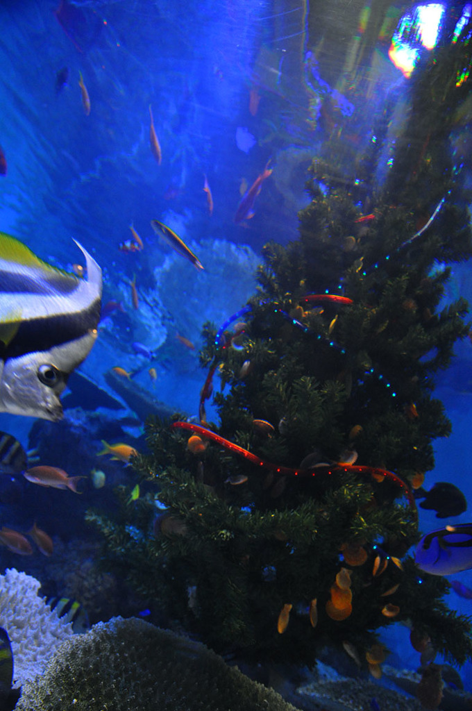 ペンギン水族館のクリスマス