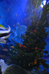 ペンギン水族館のクリスマス