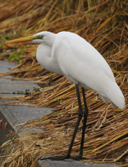 チュウサギ