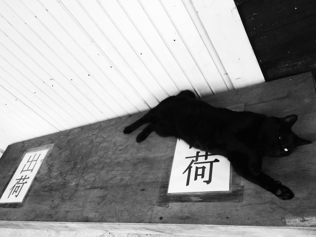 ドナドナ♪
