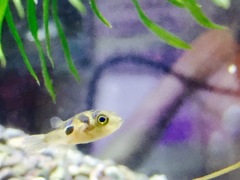 昨日の河豚(っﾟ⊿ﾟ)っ