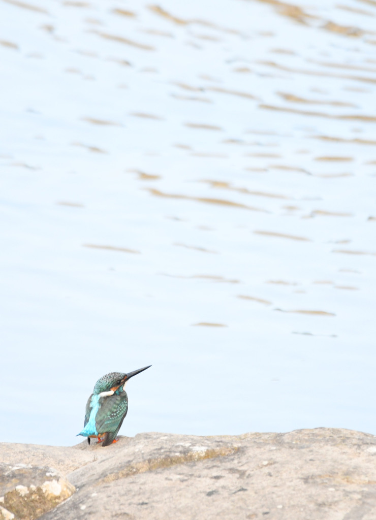カワセミ